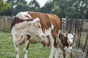 Cow with calf