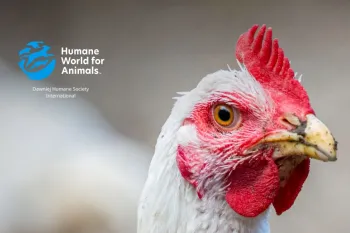 The Pecking Order report 2025 Poland