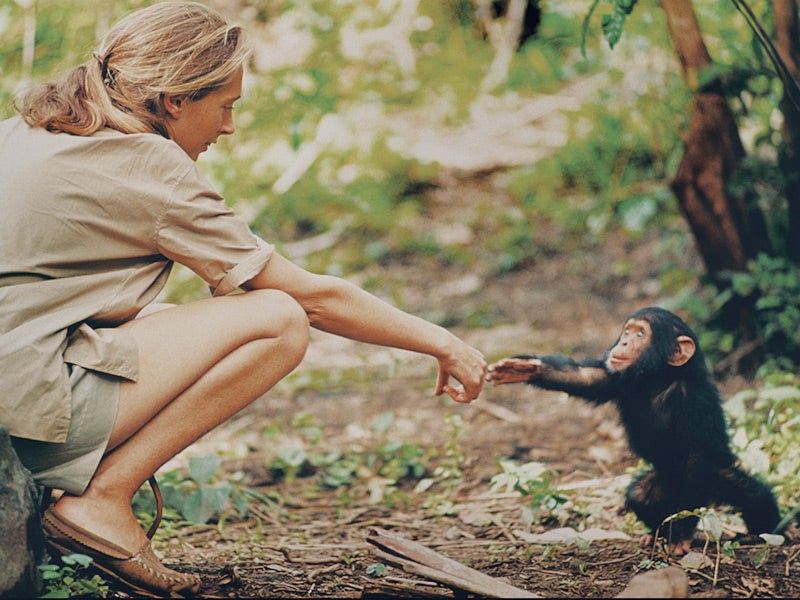 Jane Goodall and baby chimp