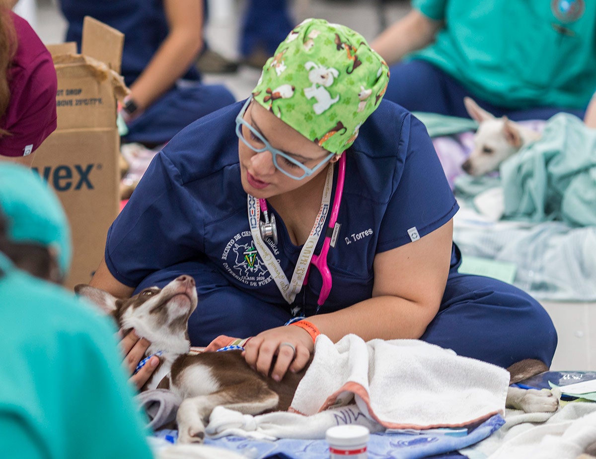Vet and dog during Spayathon event