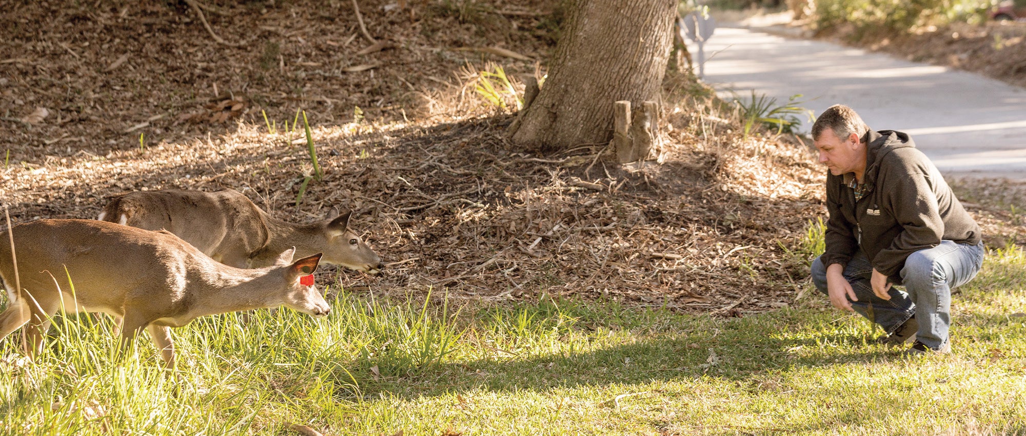 Two deer who are fed by residents approach the HSUS’s Rick Naugle