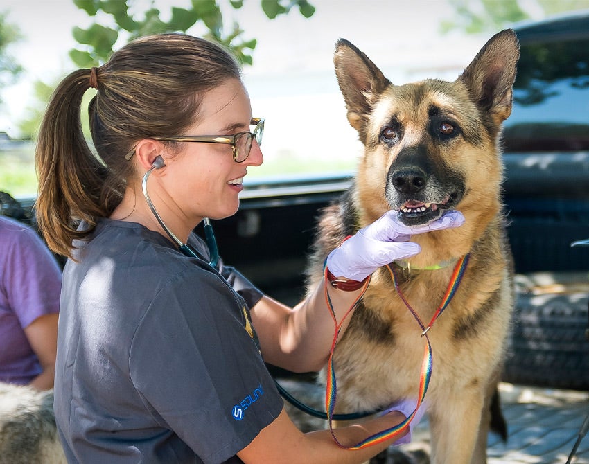 A RAVS volunteer performs an exam on an older german shepherd sitting in the back of a pickup truck