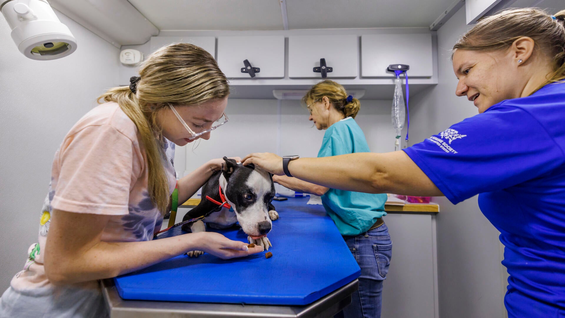A dog is examined