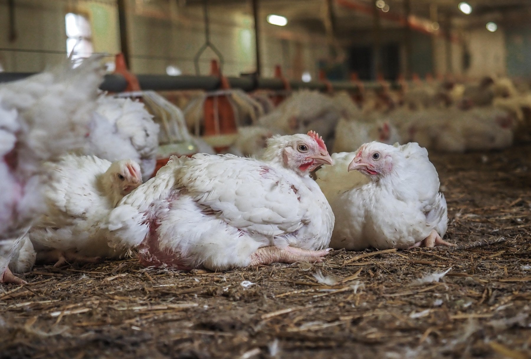 Chickens