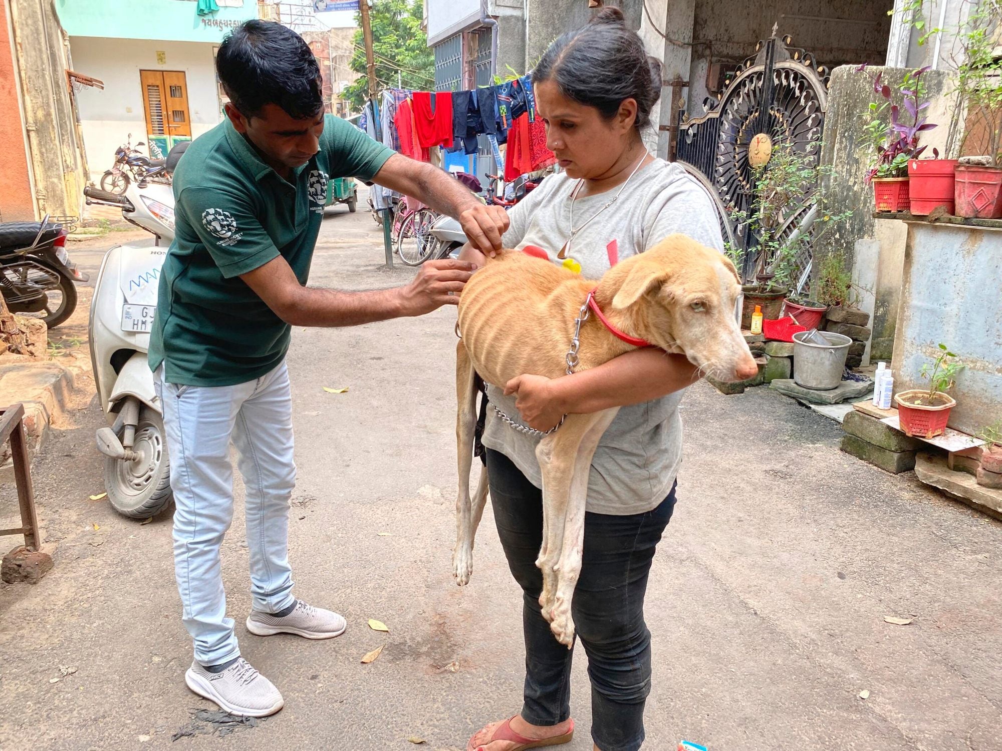 Vaccinating a dog