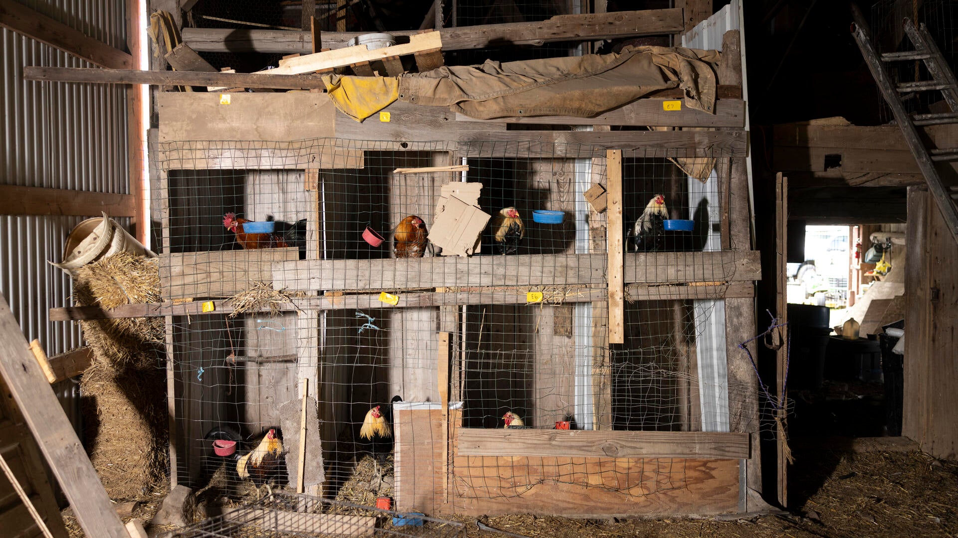 Roosters sitting confined in wire cages at a property outside of Dorchester, Wisconsin, many showing signs of injury and neglect.