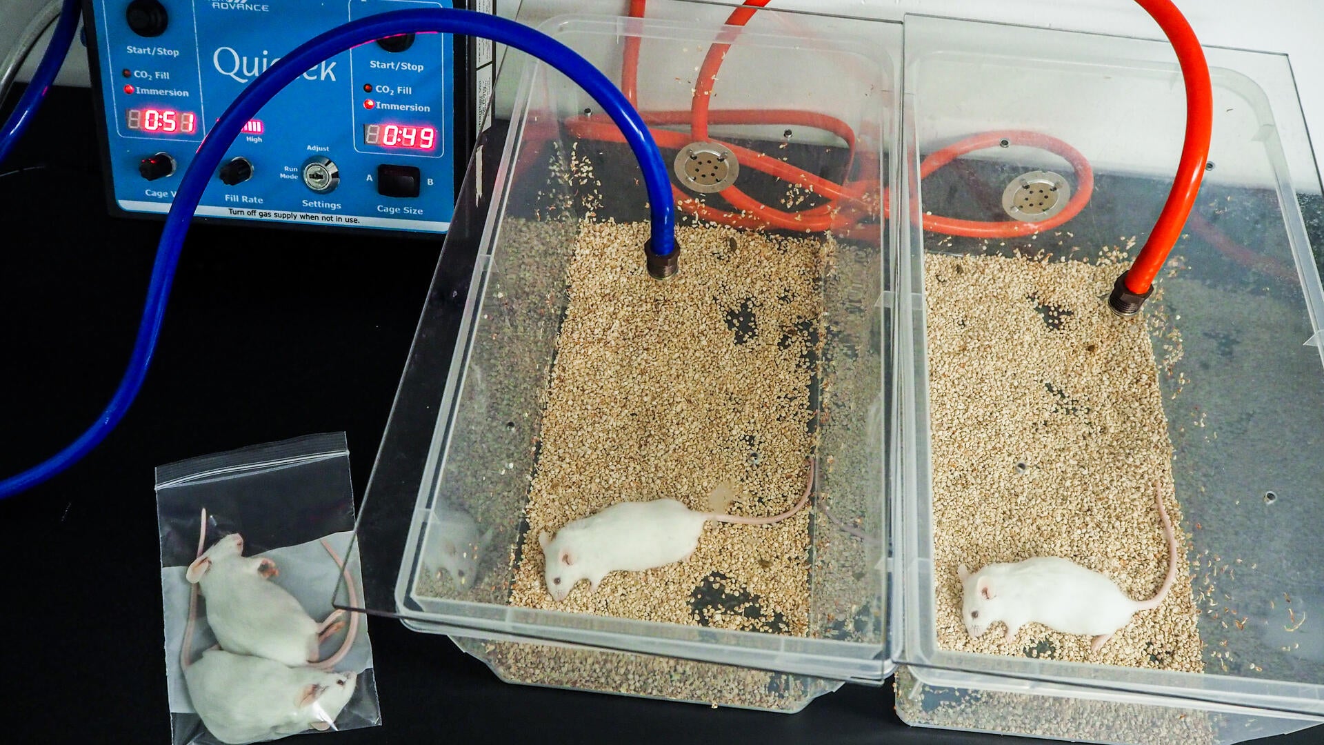 Animals used for research are cruelly killed