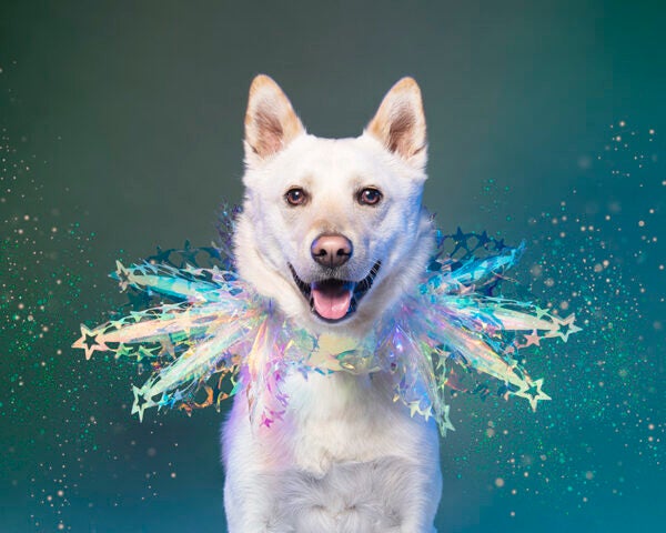 Wilf, rescued from the dog meat trade