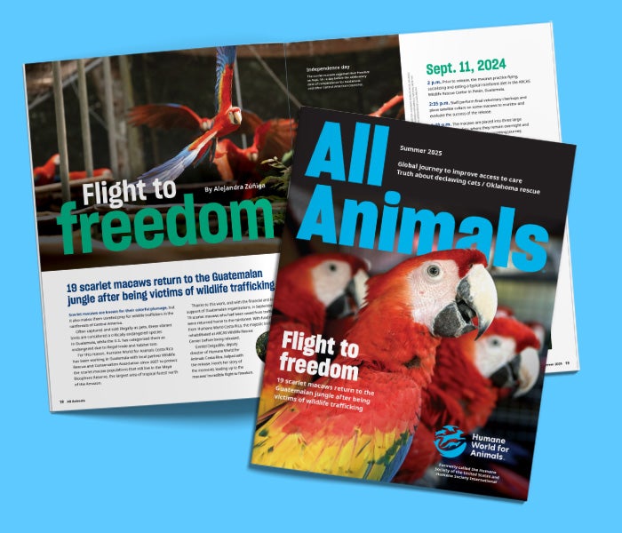 All Animals summer 2025 cover and feature spread on the macaw release