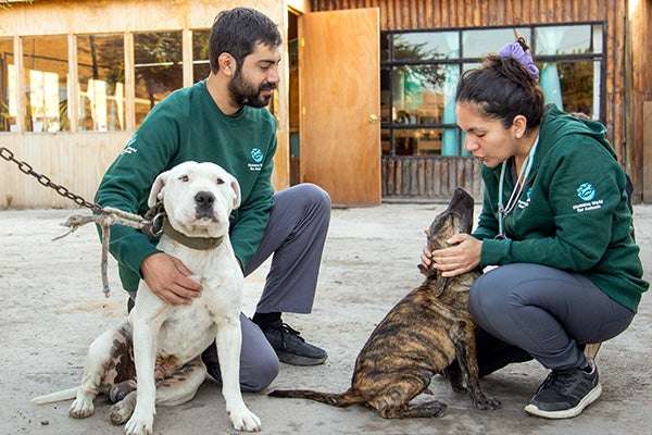 Two Humane World for Animals staff with two dogs at a clinic.