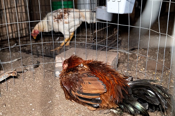 A rooster huddles on the ground away from the camera behind a wire fence
