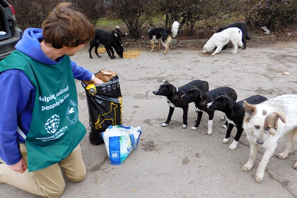 Humane World for Animals staffer feeding street dogs in Ukraine