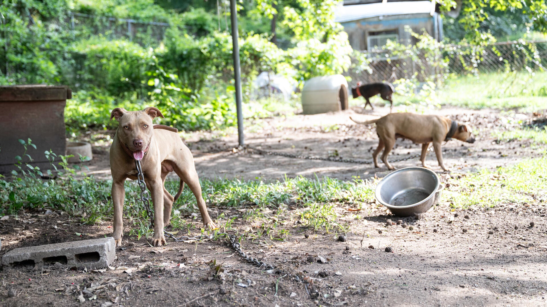 Dogs outside