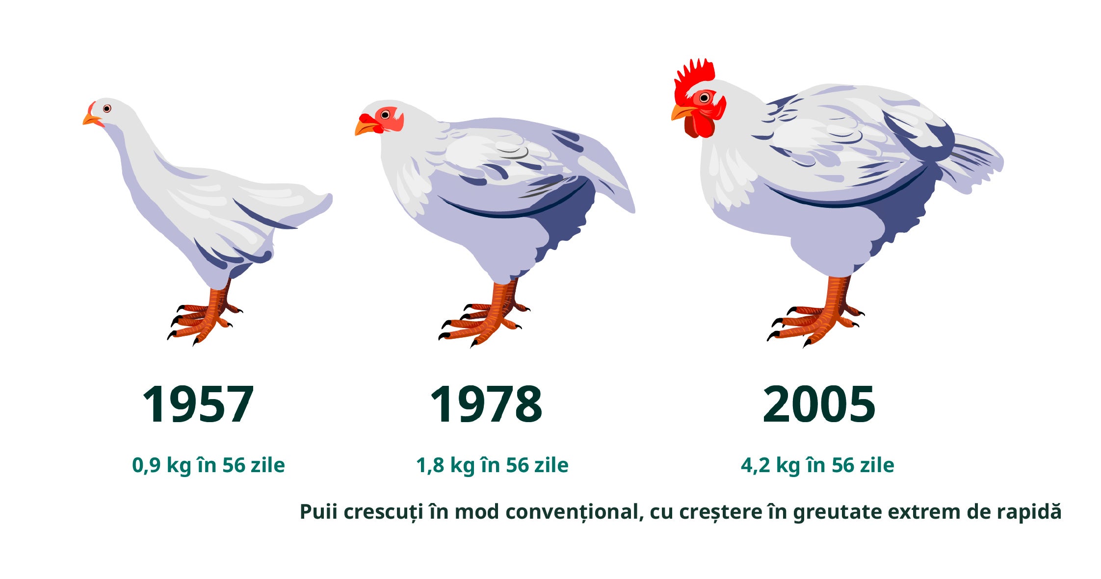 Chicken infographic