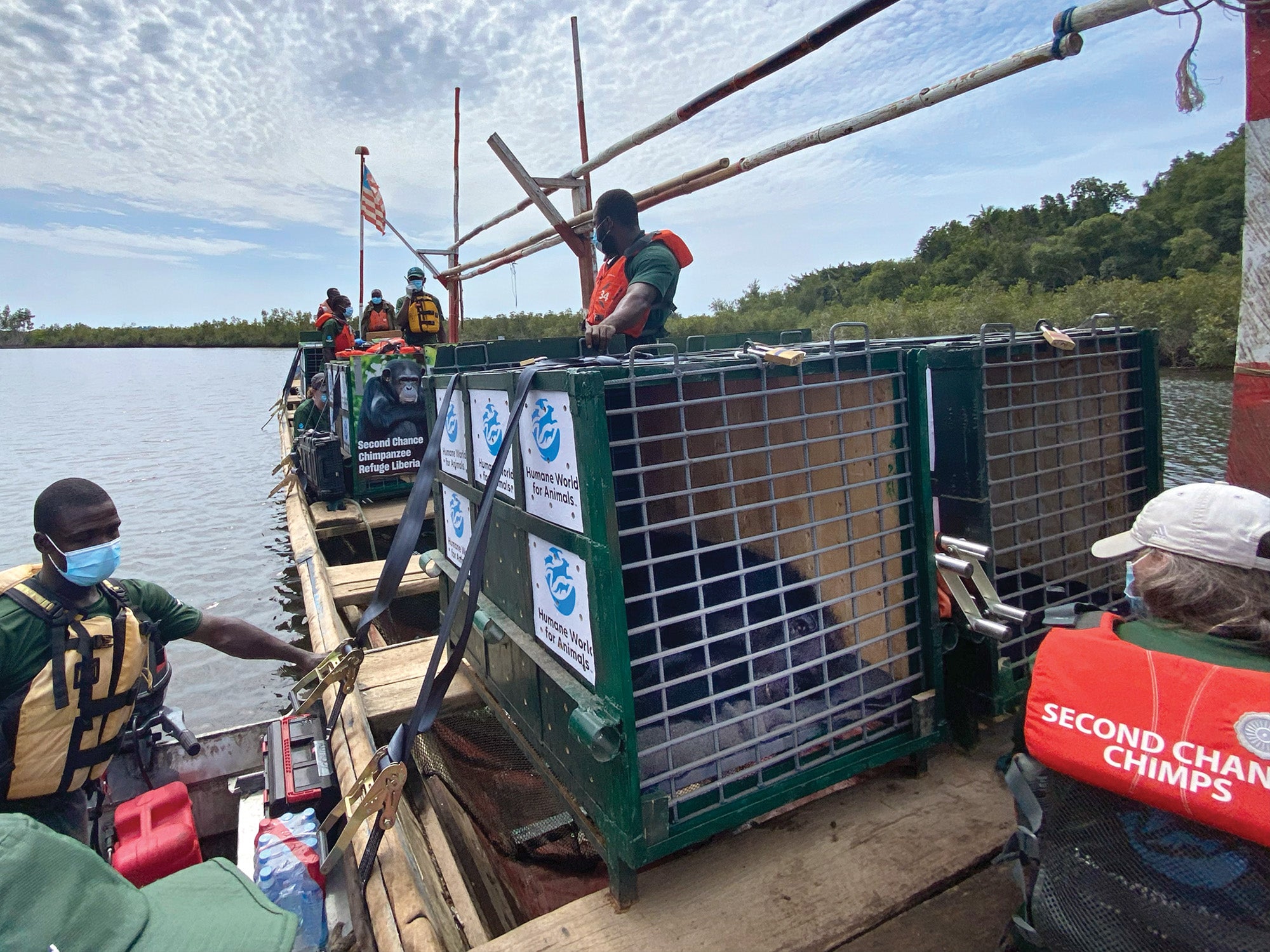 Photo showing Humane World for Animals staff load the sedated chimps from Island 4 onto a boat for their journey to the mainland.