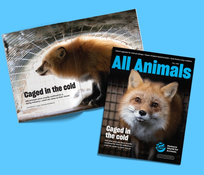 All Animals fall 2025 cover and feature spread on the Ohio fur farm rescue