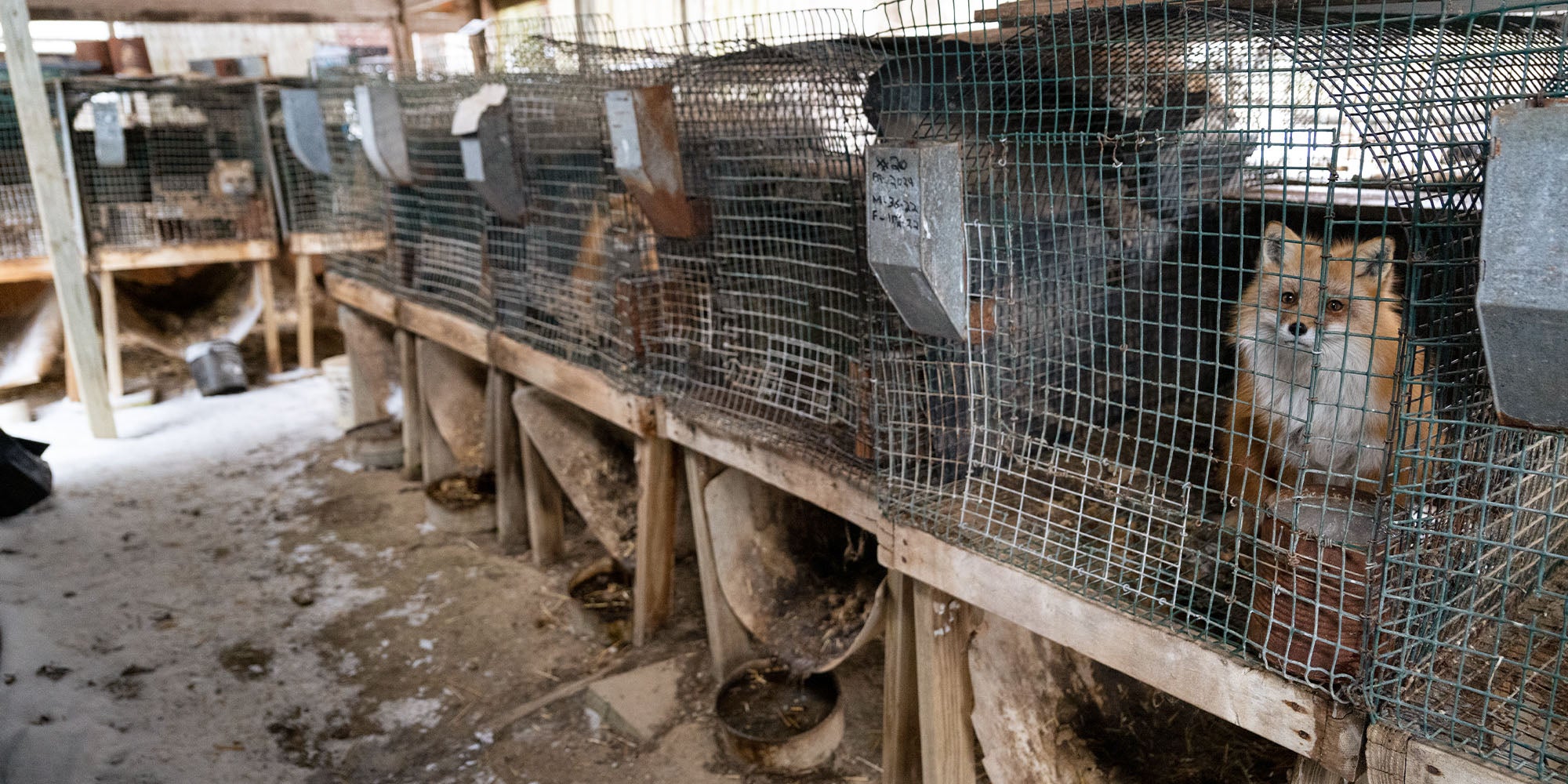 Foxes in rows of cages sit at a fur farm and wait to be rescued