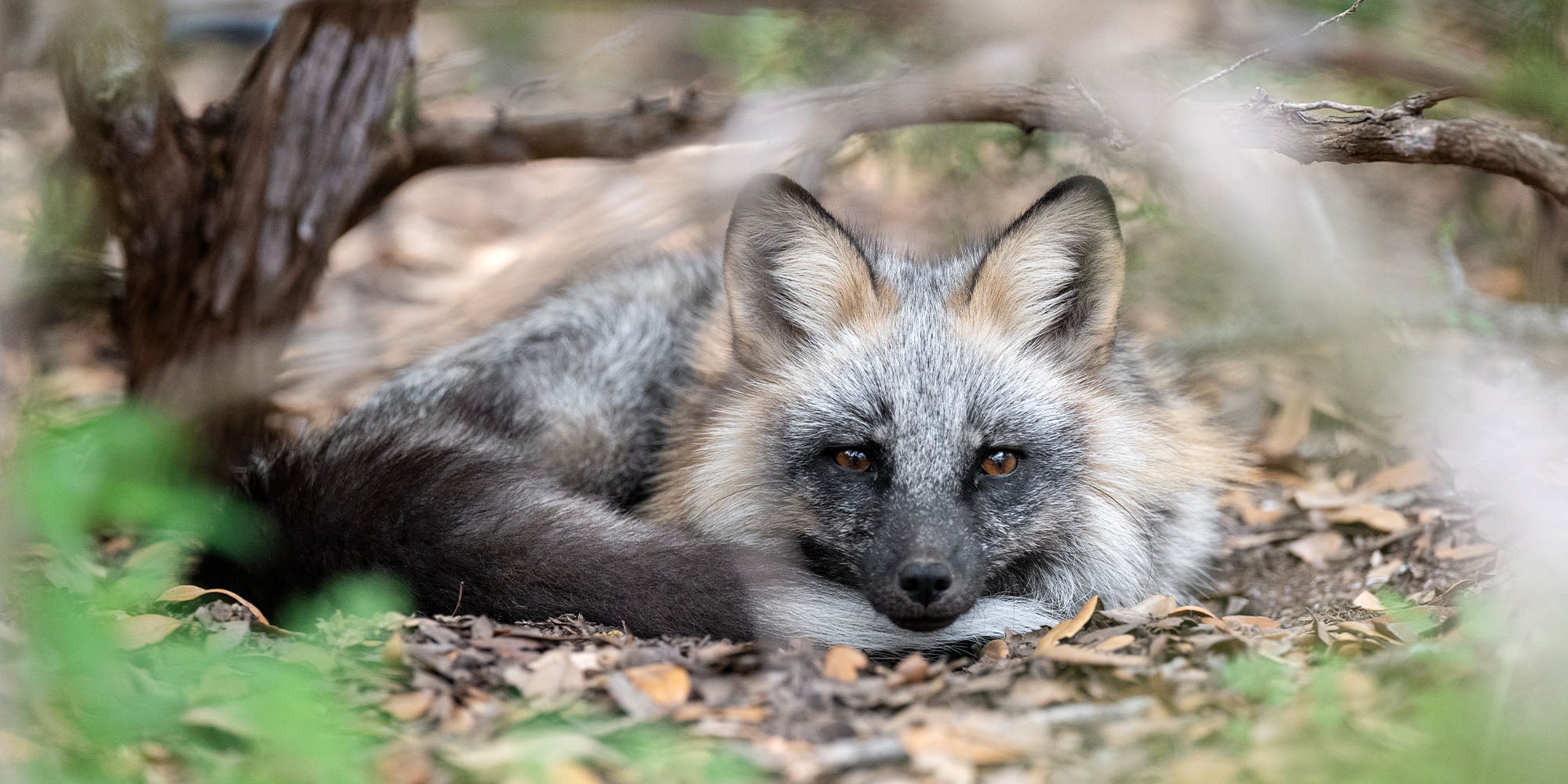 A fox at a sanctuary