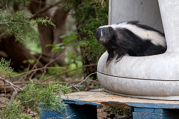 A skunk living in a sanctuary