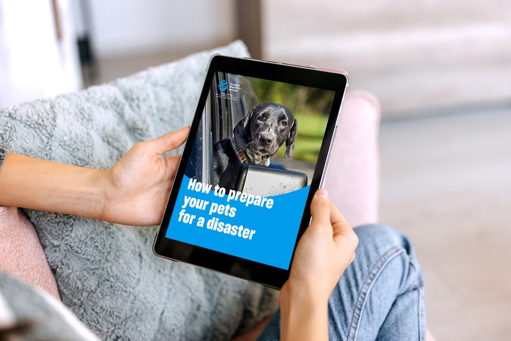 How to Prepare Your Pets for a Disaster