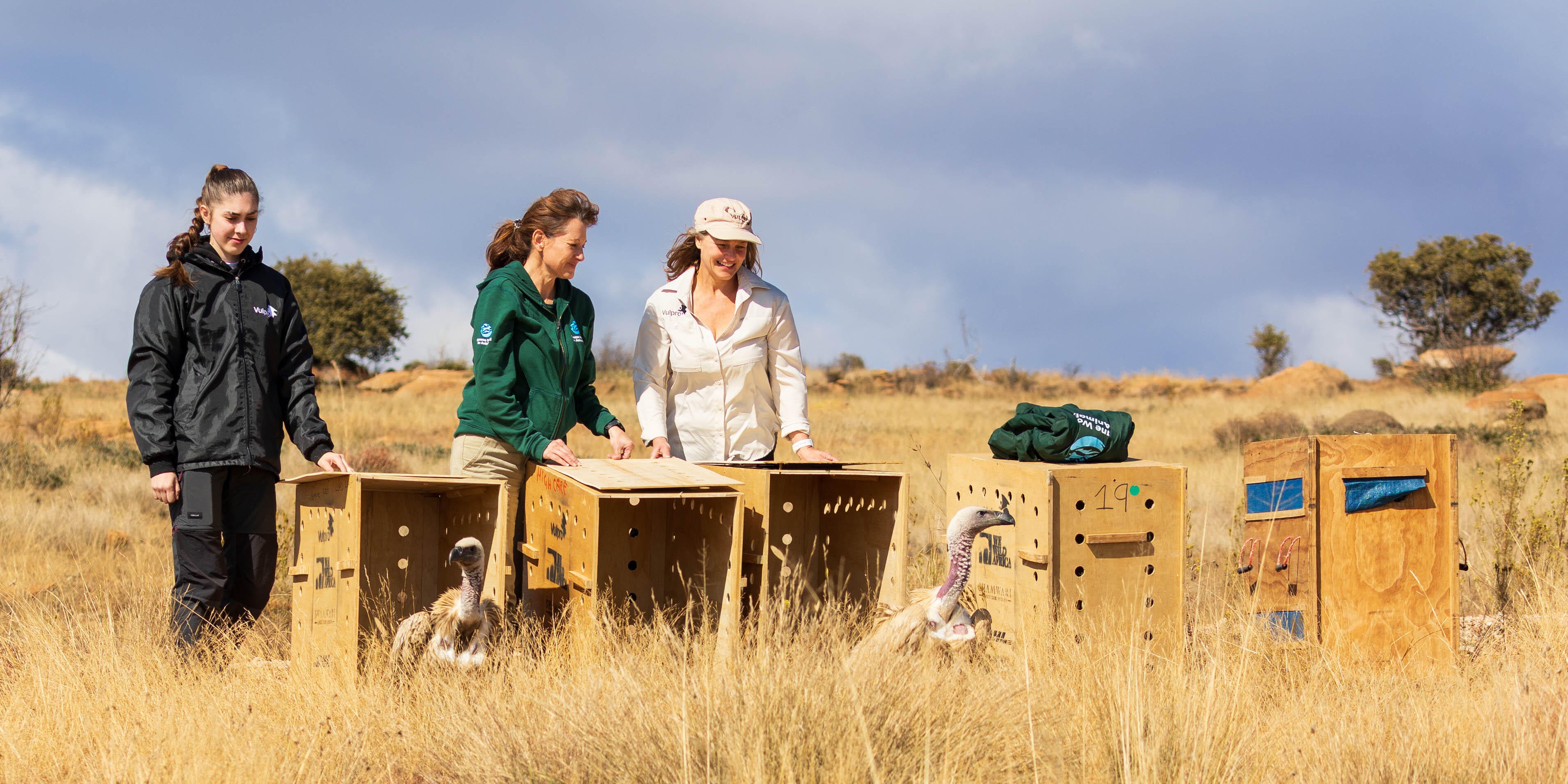 Three people release two Cape vultures from wooden crates back into their natural habitat in South Africa