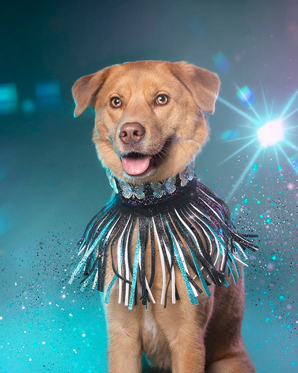 Dog styled and posed for a photoshoot