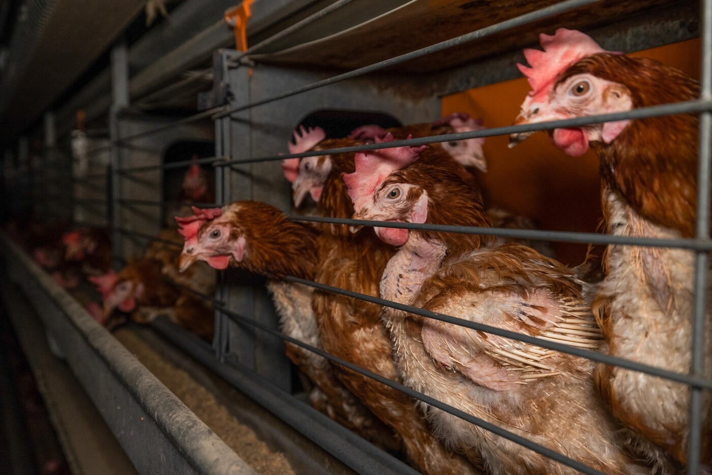 Chickens