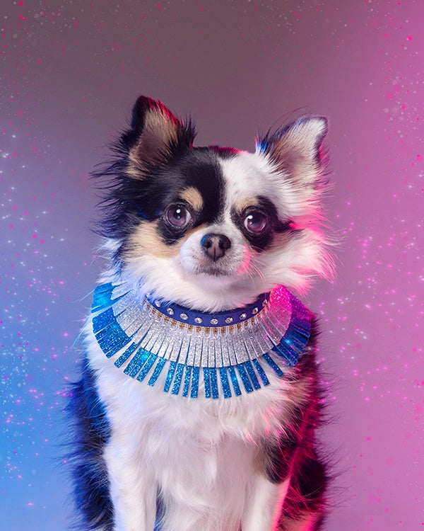 Dog styled and posed for a photoshoot