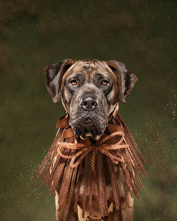 Dog styled and posed for a photoshoot