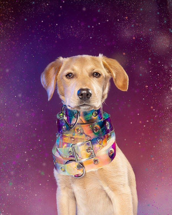 Dog styled and posed for a photoshoot