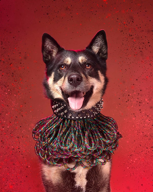 Dog styled and posed for a photoshoot