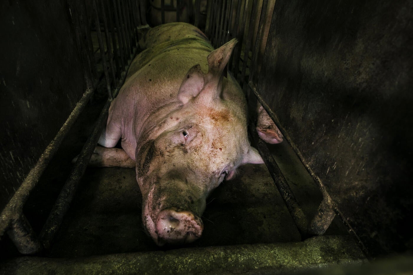 Pig