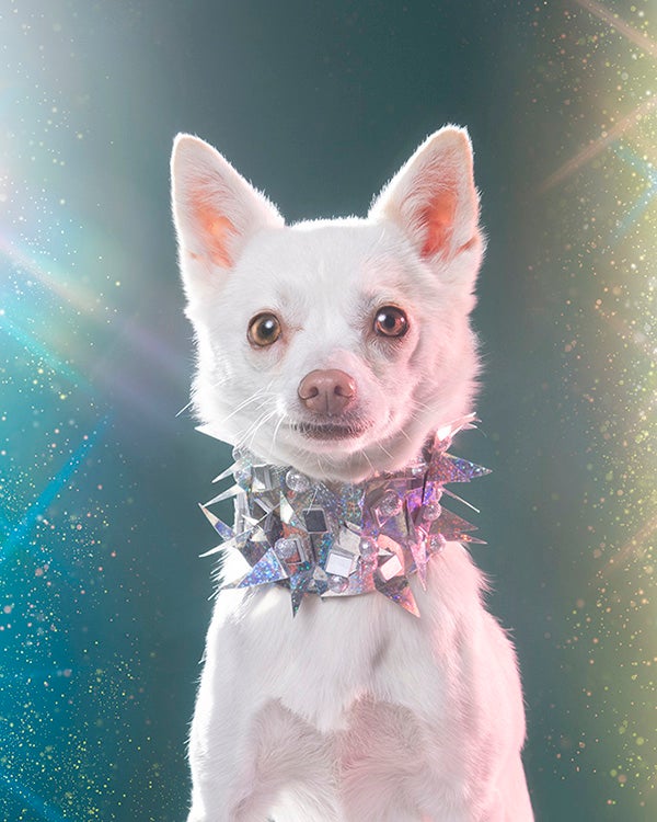 Dog styled and posed for a photoshoot
