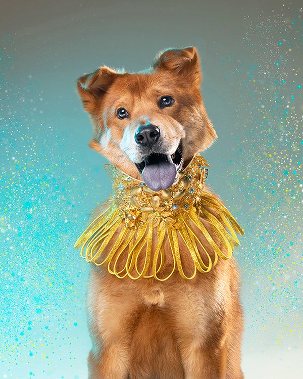 Dog styled and posed for a photoshoot