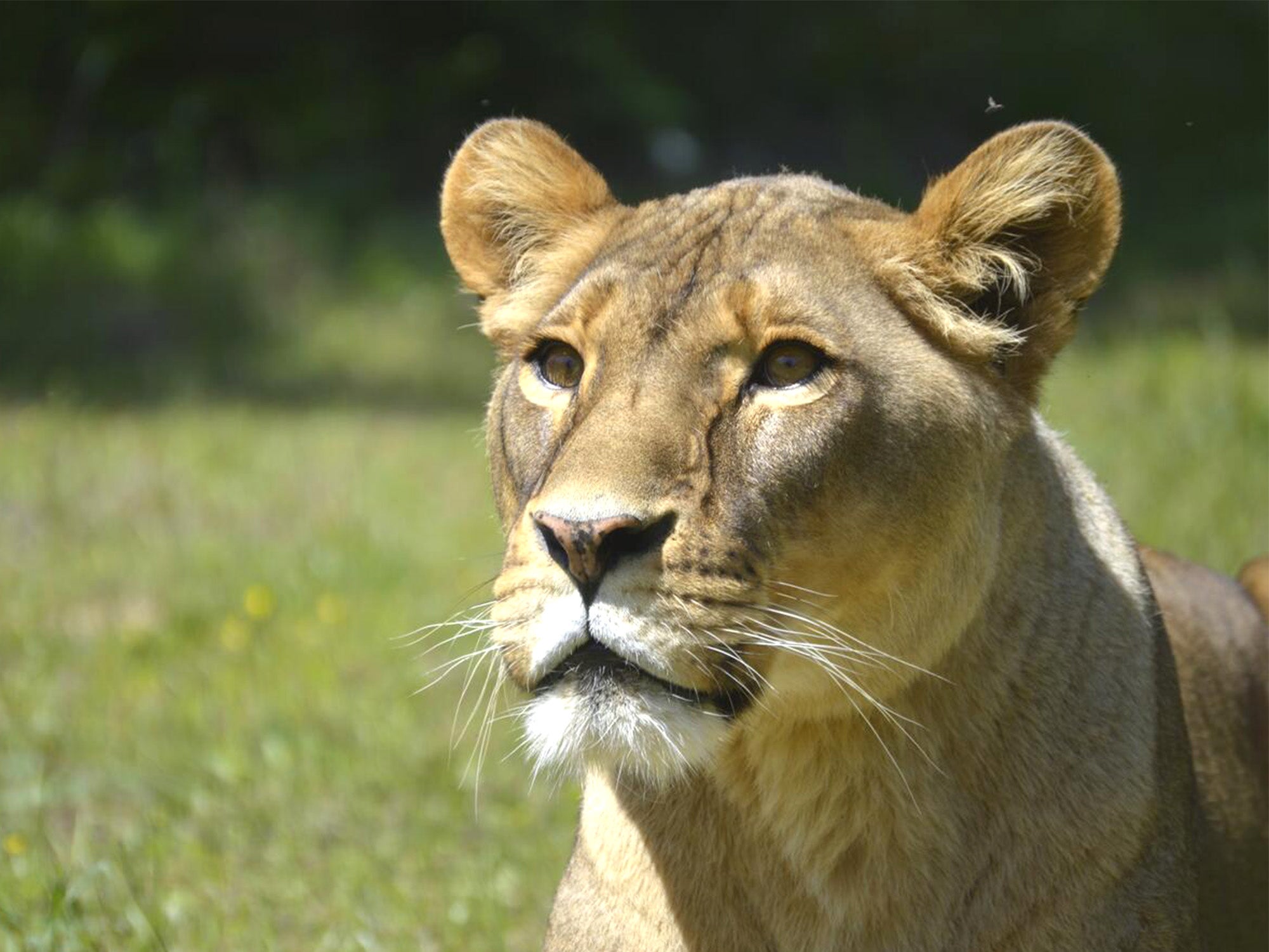 Lion in a grassy area