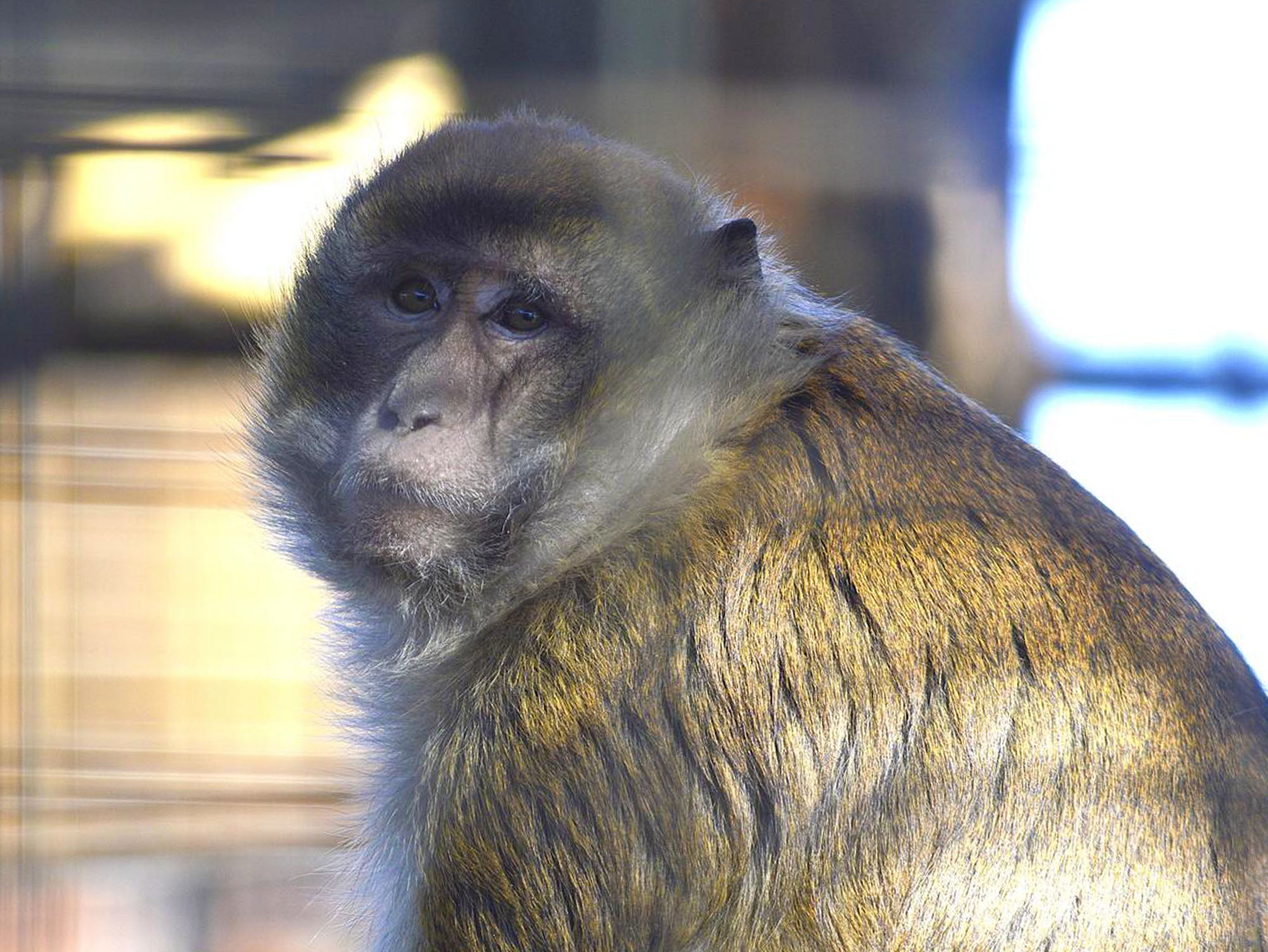 Monkey gazing into the camera