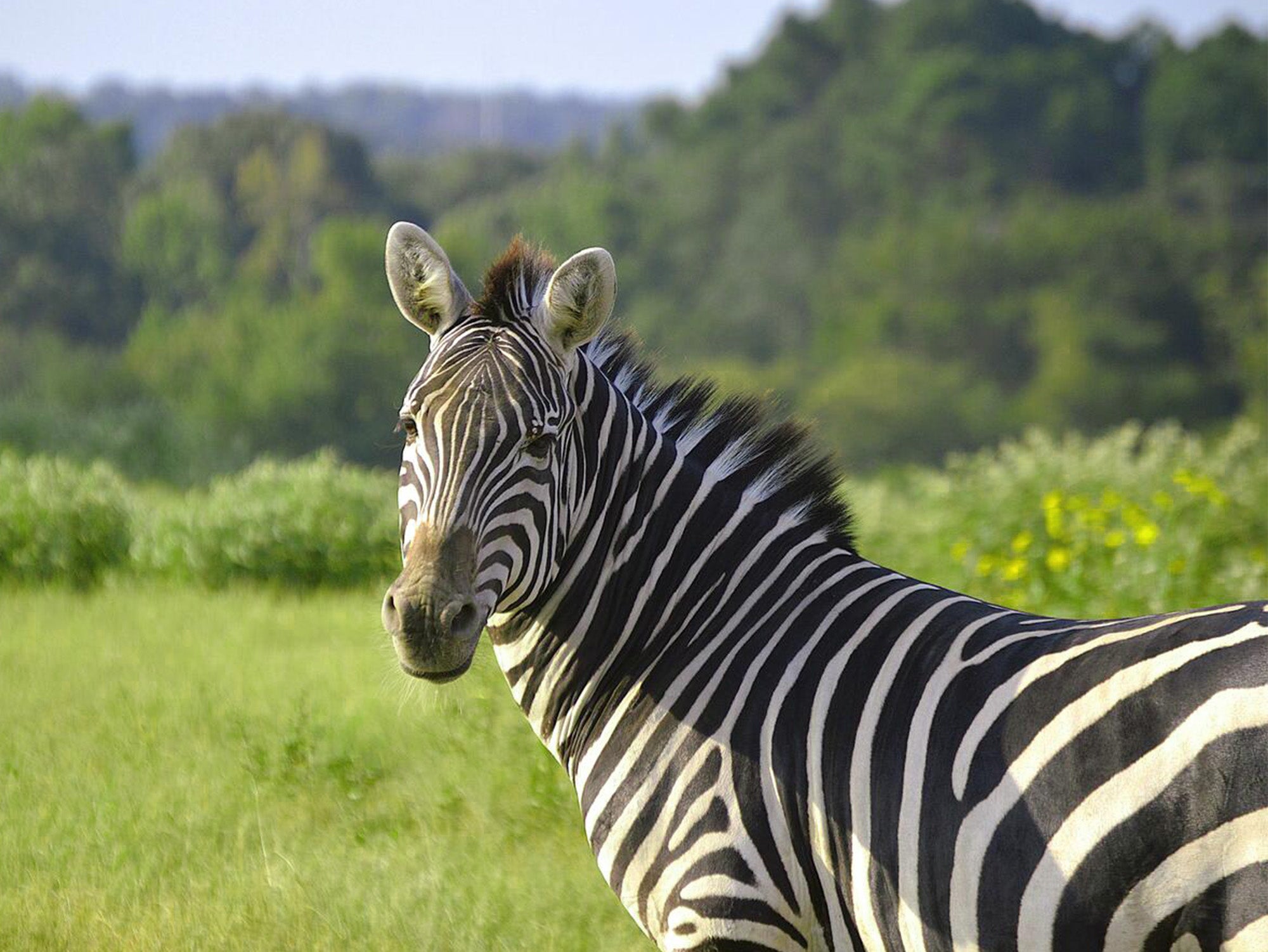 Zebra gazing into the camera