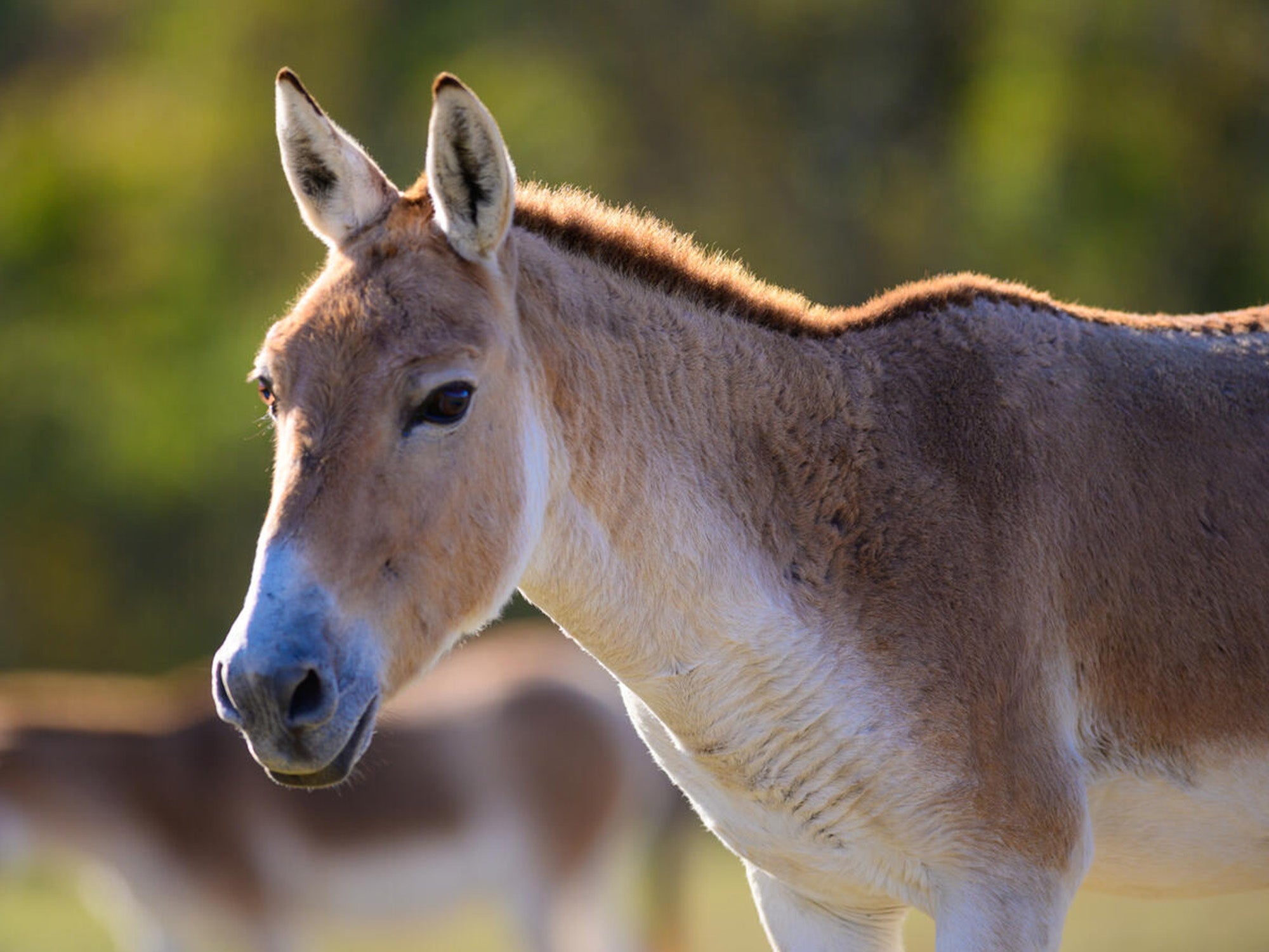 A kulan gazing at the camera