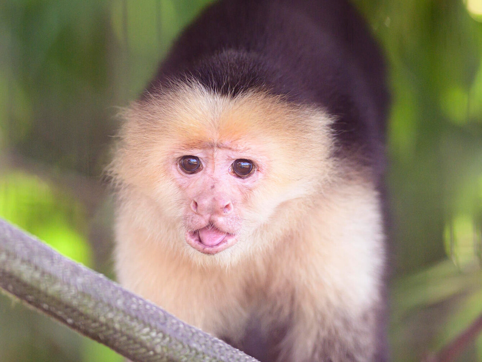 Monkey gazing into the camera