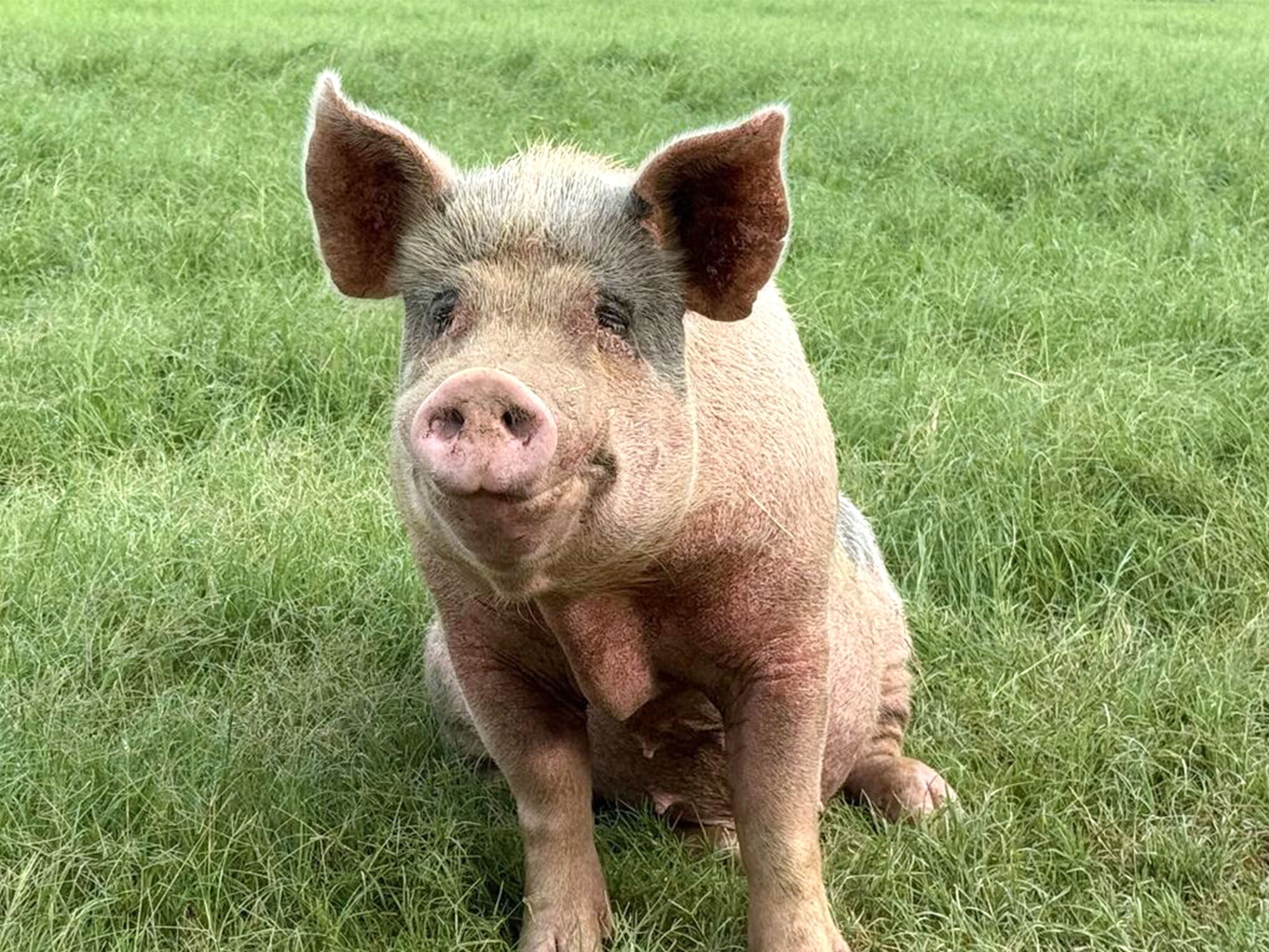 Pig sitting on grass and gazing into camera