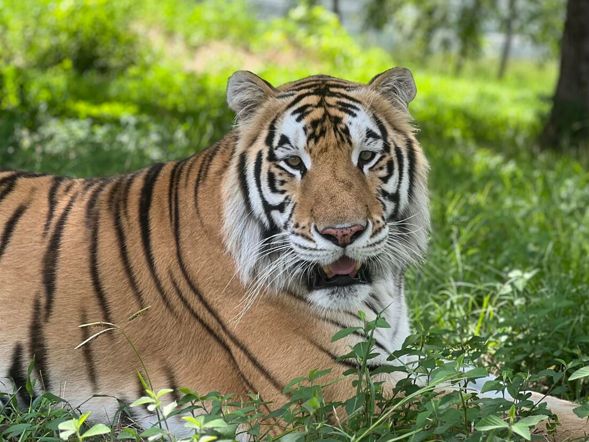 Tiger in a grassy area