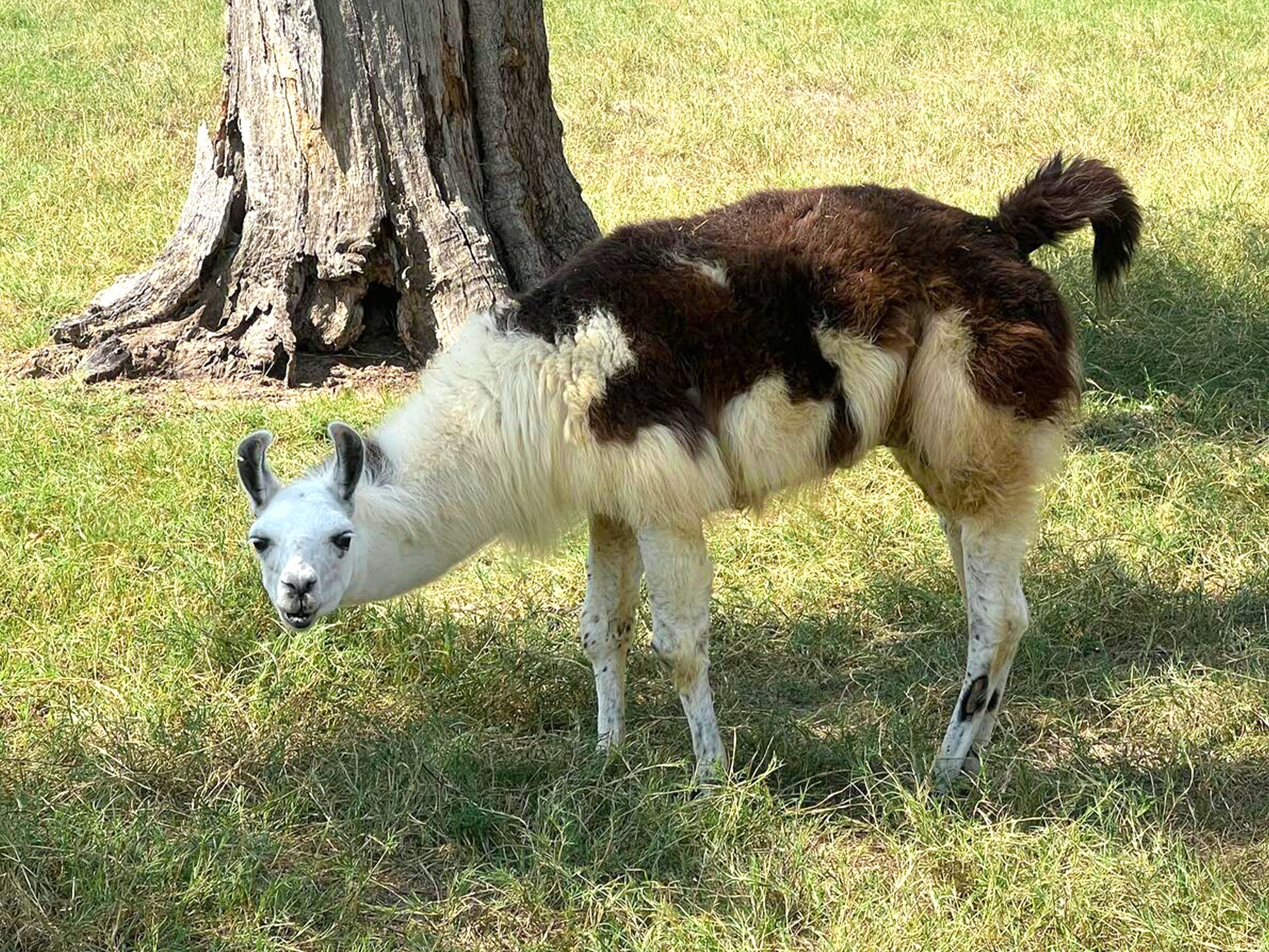 Llama standing on a grassy area