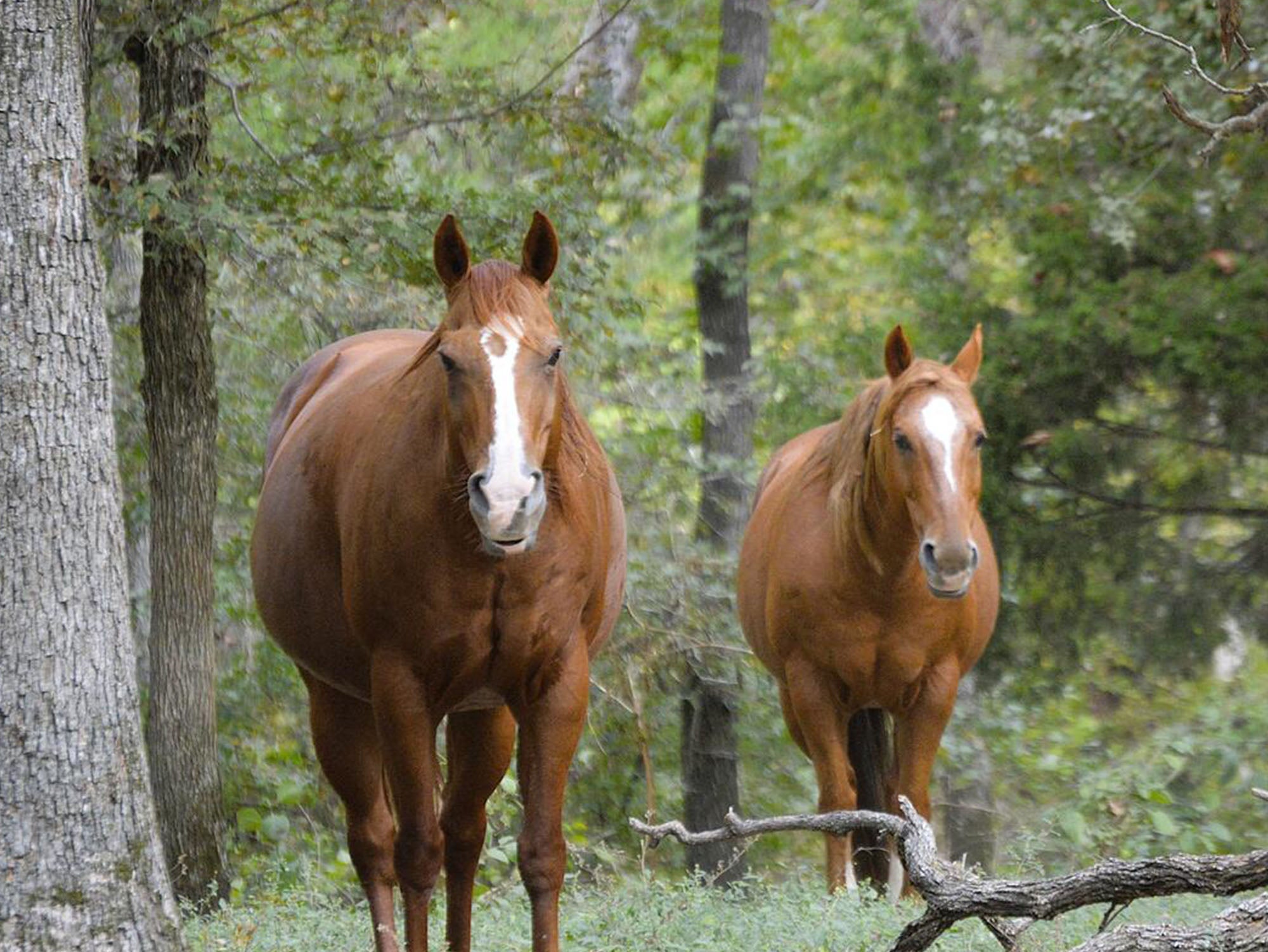 Horses standing in the woods
