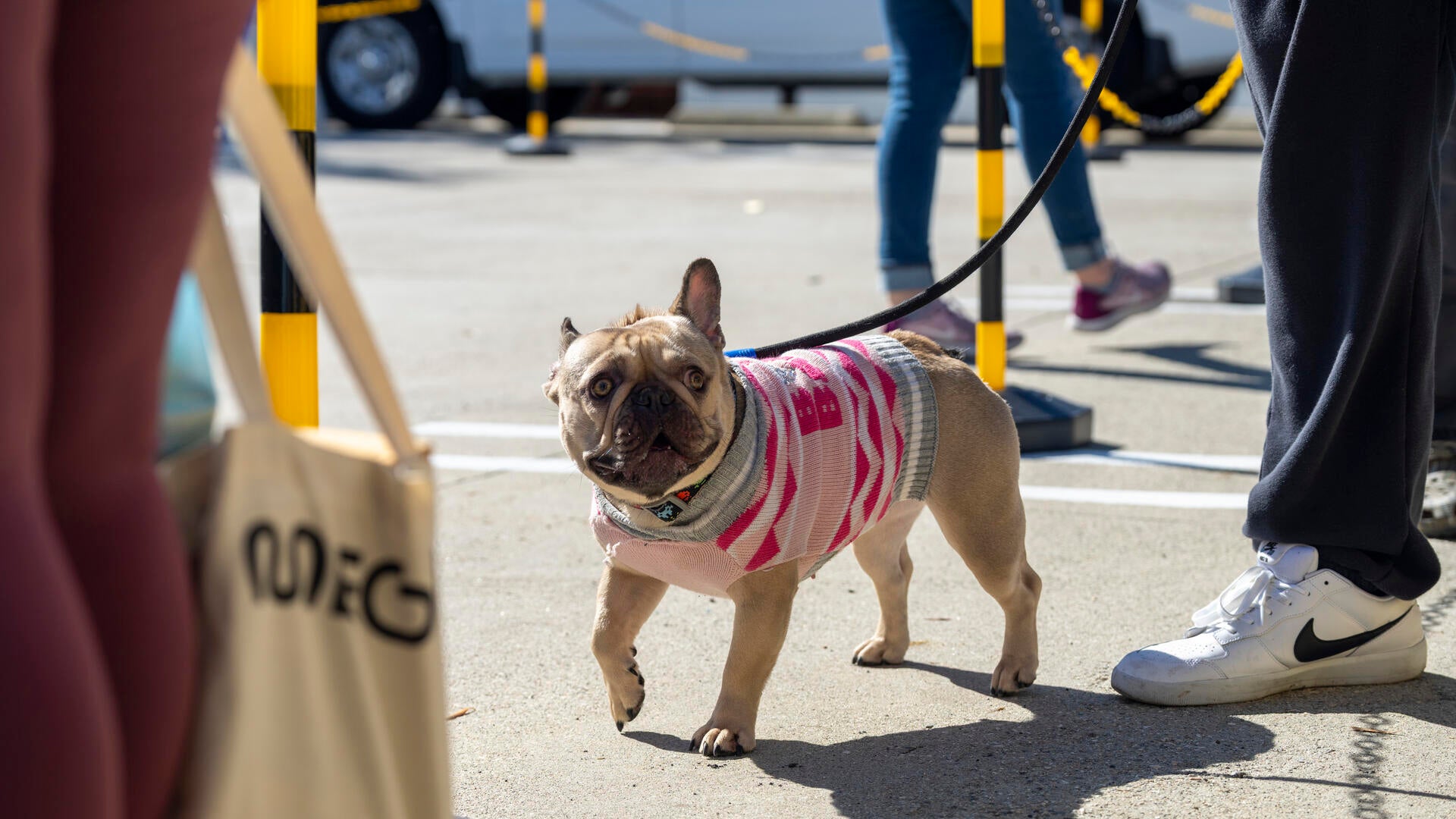 a dog on a leash