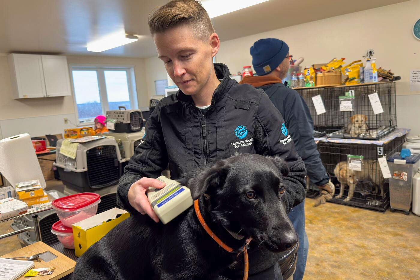 Humane World for Animals responds to typhoon Halong in Western Alaska by assisting with shelter work at Bethel Friends of Canine