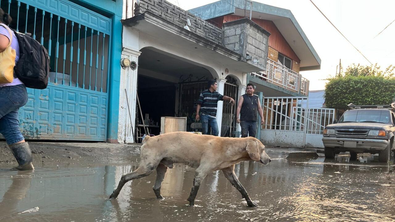 Dog walking through flood water