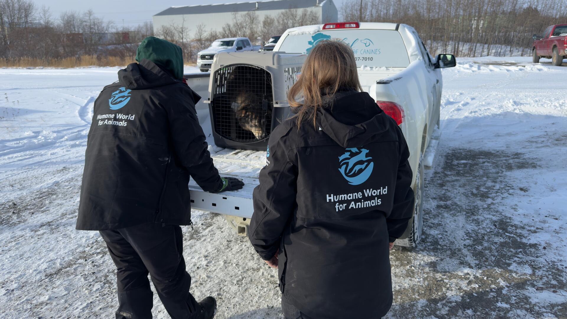Two people loading a truck with rescued animals