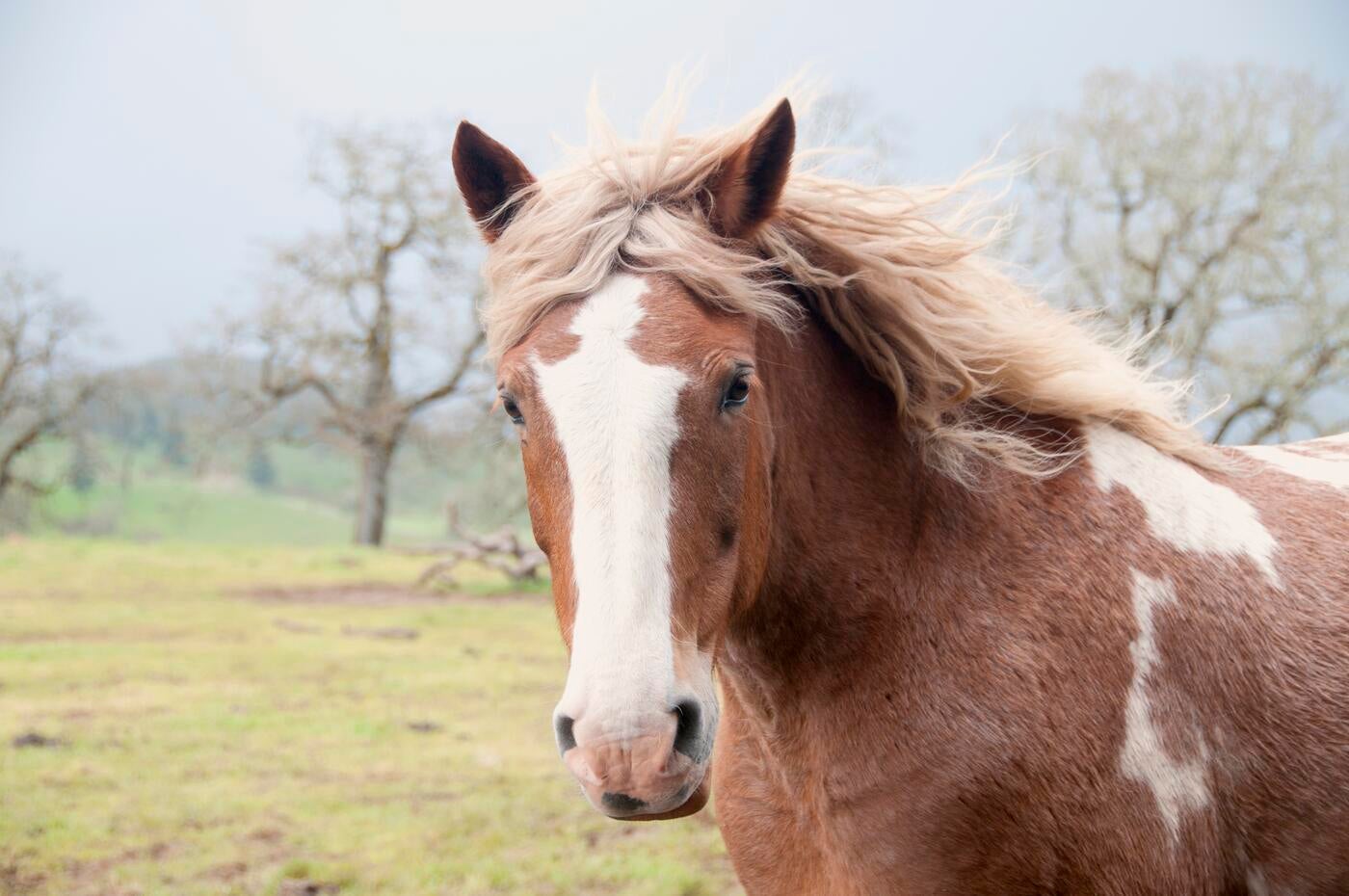A brown and white horse with a white mane at Duchess Sanctuary