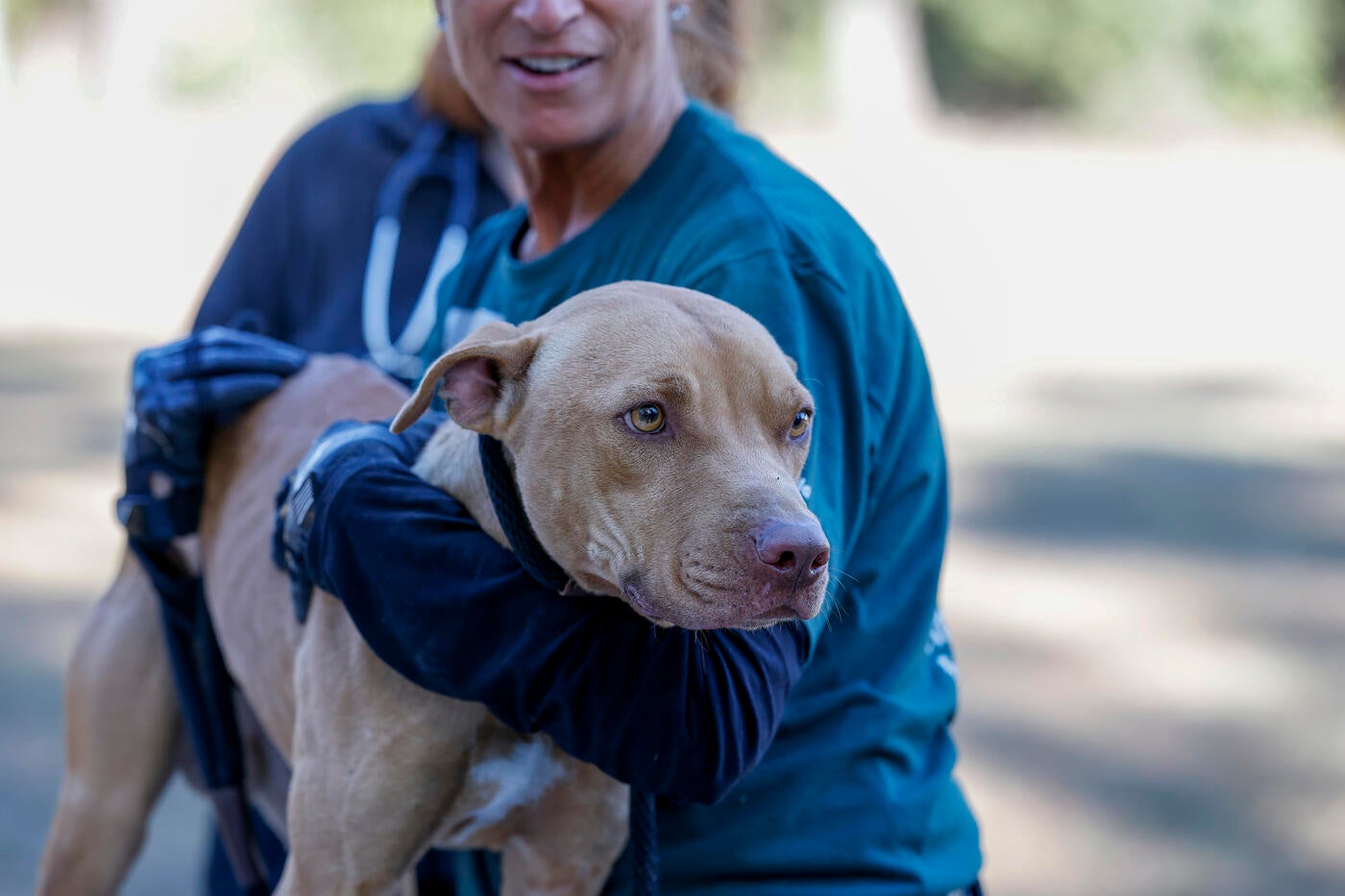 a person carrying a dog