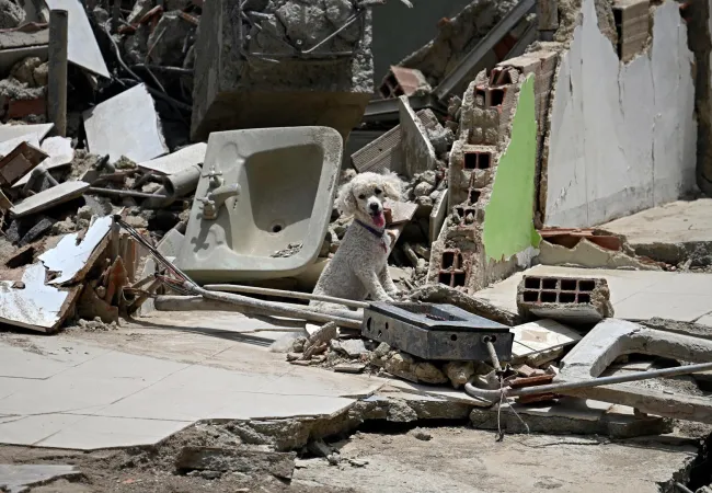 Dog sitting amongst rubble